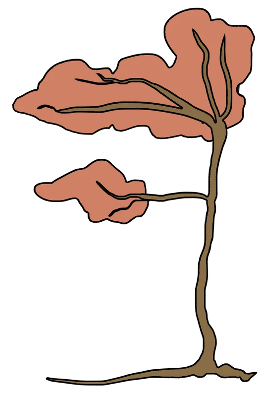 Hand-drawn tree from the Pleasant Hill Pediatrics office